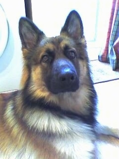 Close Up upper body shot - A tan with black German Shepherd is laying in front of a window and looking up