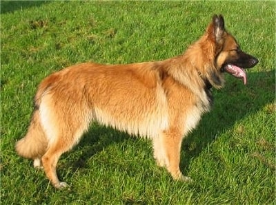 A longhaired tan German Shepherd is standing in grass. Its mouth is open and tongue is hanging out
