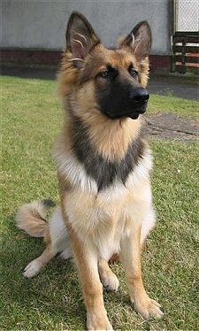 A tan with black German Shepherd puppy is sitting in a yard looking forward with a white building behind it.