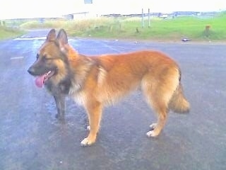 A tan with black German Shepherd is standing in a road