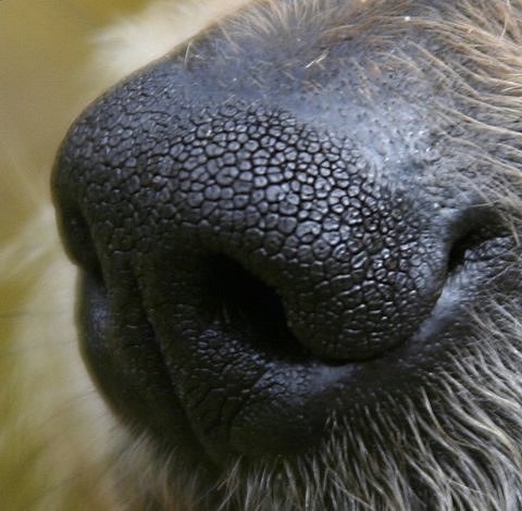 Close Up of a dog's black nose