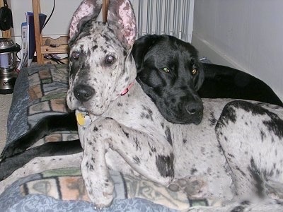 A merle colored black and white Great Dane is laying on a bed with a black Labrador Retriever behind it laying its head on its back.