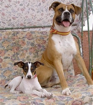 A small tricolor Perro Ratonero Andaluz is laying next to a large tan with white Bulloxer dog outside on a flowered glider chair.