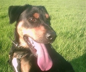 Close Up head shot - A panting black with tan Jagdterrier is sitting in a grassy field.