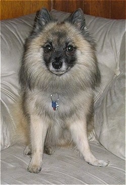 A tan, white and black German Standard Spitz is sitting on a tan couch