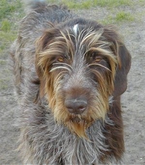 wire haired big dog