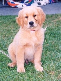 A Golden Retriever puppy is sitting in grass with eye goopers coming from one of its eyes down its face.