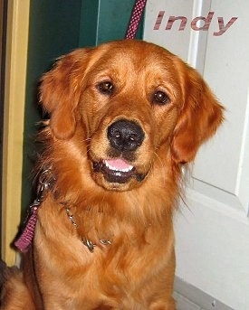 Close Up - A red Golden Retriever is sitting in a doorway. The word - Indy - is overlayed in the top right of the image.