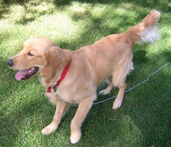 A Golden Retriever is standing in grass. Its mouth is open and tongue is out