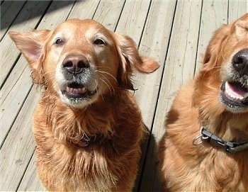 Two Golden Retrievers are sitting next to each other on a wooden deck