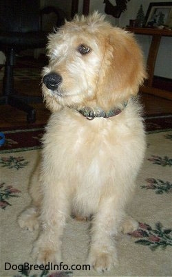 A cream and tan colored Goldendoodle puppy is sitting on a rug looking to the left