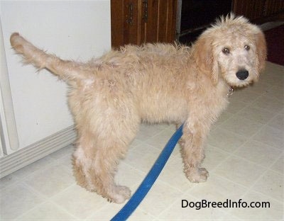 A Goldendoodle puppy is standing on a white tiled floor in a kitchen in front of a refrigerator
