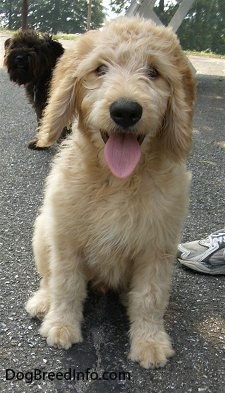 A happy looking tan Goldendoodle puppy is sitting on a blacktop. Its mouth is open and tongue is out. There is a black dog in the background.