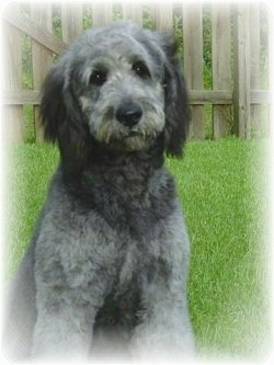 A grey with white and black Goldendoodle is sitting in grass in a yard with a wooden fence behind it