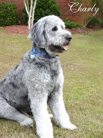 grey goldendoodle puppy