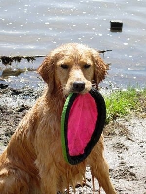 A wet Golden Retriever is sitting in mud in front of a body of water with a pink, black and green frisbee in its mouth