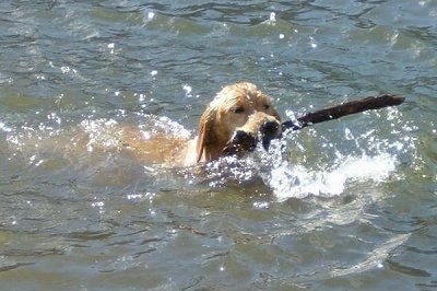 A Golden Retriever is swimming through a body of water with a stick in its mouth