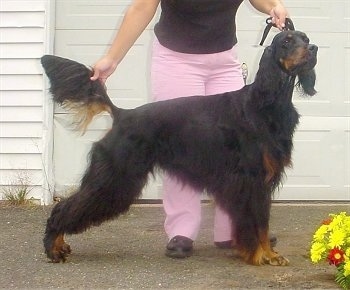 A black and tan Gordon Setter is being posed outside in front of a white garage. There is a person behind it posing it in a stack.