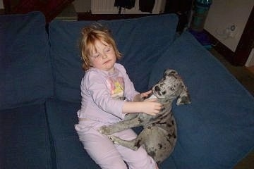 A harlequin/blue merle Great Dane puppy is sitting next to a girl in pink pajamas and on a blue couch. The girl has her hands on the puppy's shoulders.