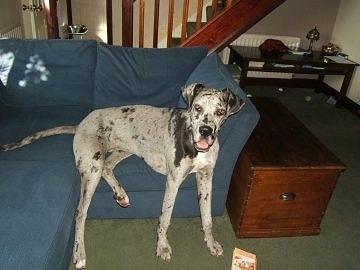 A gray and black harlequin Great Dane is sitting on a blue couch with its bum on the couch and is front paws on the green carpeted floor with a book next to it. There is a wooden chest next to the couch, a set of stairs and an end table in the background.