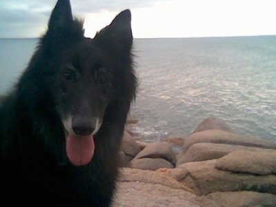 Luca the Belgium Shepherd 'taking a selfie' in front of a large body of water