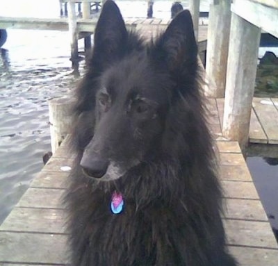 Close Up - Luca the Belgium Shepherd sitting on a wooden boating dock
