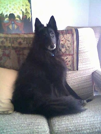 Luca the Belgian Groenendael sitting on a couch