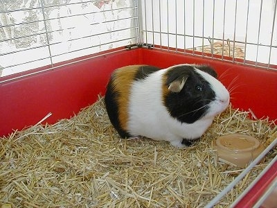 What Happens As Guinea Pigs Age?