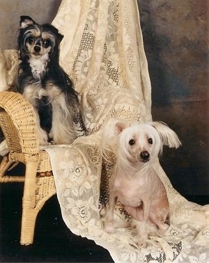 Cookie a Powerpuff Chinese Crested and Bianca a Hairless Chinese Crested at on and in front of a brown wicker chair with a lace curtain draped over it