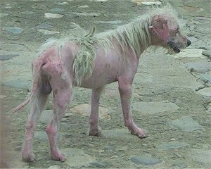 A Hairless Khala is standing in a mixture of dirt, rocks  and sand looking to the right. It has tufts of light green hair on its head, neck and back but is bald everywhere else.