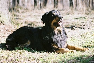 A black with tan Hovawart is laying in grass with a tree behind it. Its mouth is open and its tongue is out