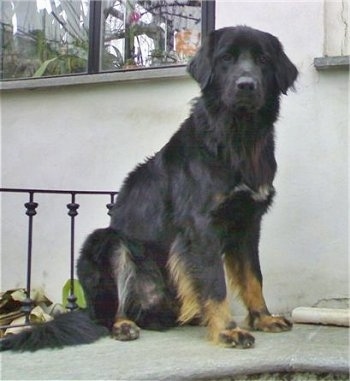 A black with tan Hovawart dog is sitting on a patio in front of a white house.