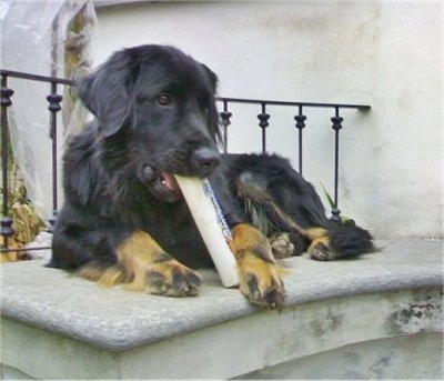 A black with tan Hovawart is laying on a step next to a black metal bannister with a rubber white squeaky newspaper toy in its mouth.