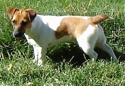 spotted jack russell