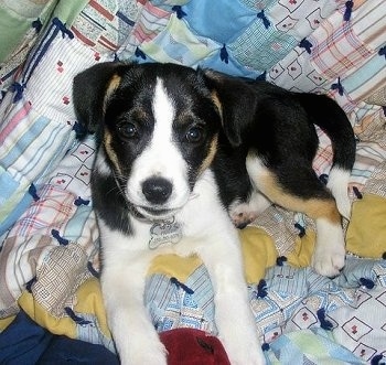 A white with black and tan Jack-A-Bee is laying in a bed