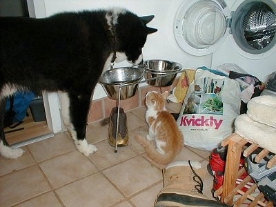 A black and white Karelian Bear Dog is standing on a tan tiled floor over top of a food and water bowl with an orange and white cat sitting in front of it looking up at the dog. There is a clothes dryer, a tan boot and various other items behind them.