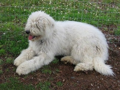 Side view - A white Komondor is laying in dirt looking forward  and there is a wire fence behind it