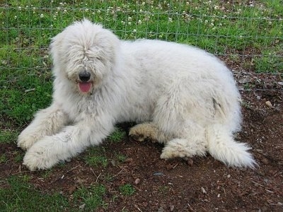 A white Komondor puppy is laying in dirt and there is a wire fence behind it. Its mouth is open and tongue is out