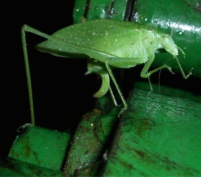 Left Profile - Adult Katydid with water drops on it