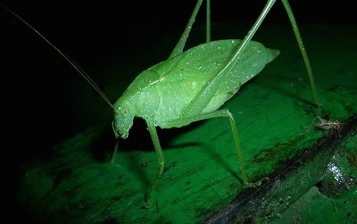 Adult Katydid on a Leaf