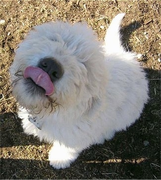 View from above looking down - A white Komondor puppy is sitting in dirt looking up licking its nose.