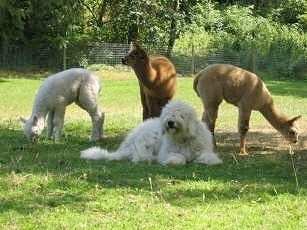 A white Corded Komondor is laying in grass and behind it there are three Alpacas. The two Alpacas on the side are eating grass and the middle Alpaca is looking around