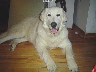 A tan Kuvasz is laying on a hardwood floor. Its mouth is open and tongue is out. The words - AIDAN-SURE - is overlayed in a white block