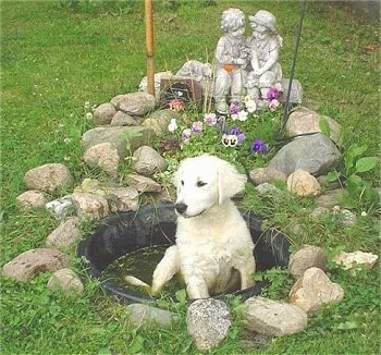 A white Kuvasz puppy is sitting outside in a small black fish pond in water with rocks and a stone statue of a girl sitting with a boy behind it. There are flowers in front of the statue and behind the dog.