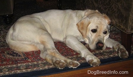 full blooded yellow lab