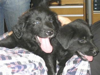 Two black Labernese puppies are laying on top of a person in a flannel shirt. Both of there mouths are open and tongues are out. There is a second person in blue jeans standing next to them.