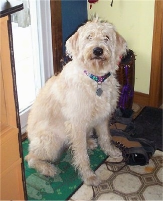 A soft looking, tan Labradoodle is sitting on a green mat in front of a door. There is a boot in front of it