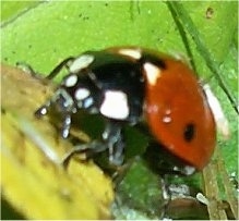 Close Up - Front of a ladybug