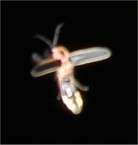 Flying Lightning Bug