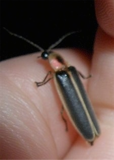 Close Up - Lightning Bug at the edge of a hand